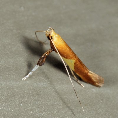 0620 - Caloptilia packardella