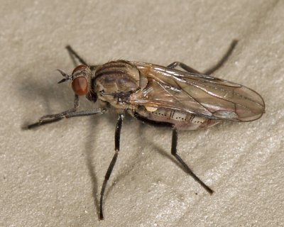 Rhamphomyia sp.