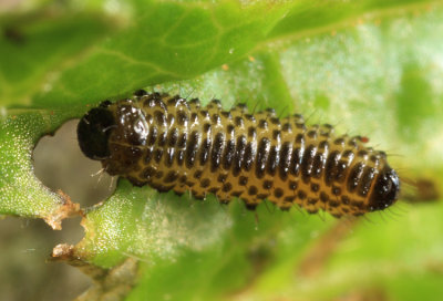  Viburnum Leaf Beetle larva - Pyrrhalta viburni