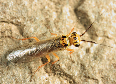 Xyelid Wasps -  Xyelidae