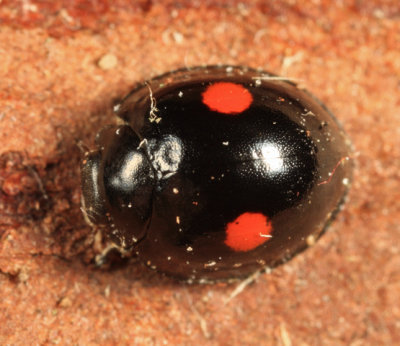 Twice-stabbed lady beetle - Chilocorus stigma