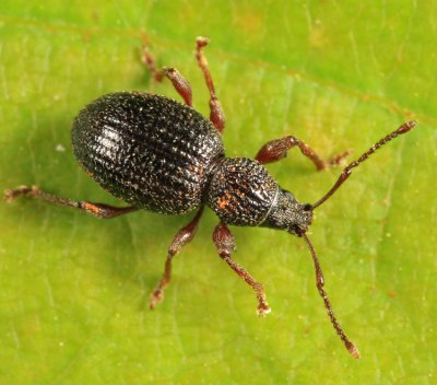 Strawberry Root Weevil - Otiorhynchus ovatus