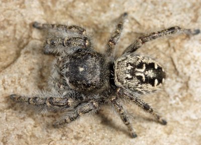 Phidippus purpuratus (female)