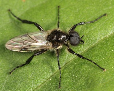 Bibio albipennis