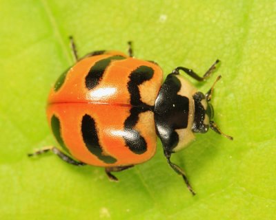 Three-banded Lady Beetle - Coccinella trifasciata