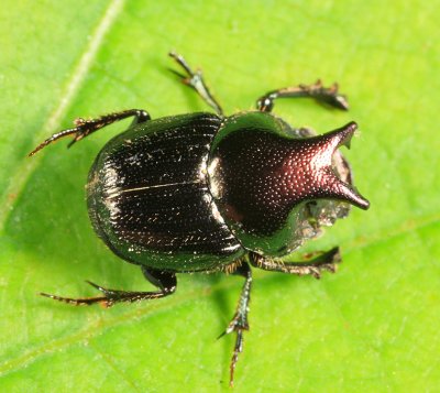 Onthophagus orpheus (male)