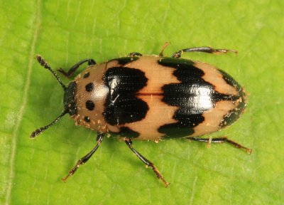 Pleasing Fungus Beetles - Erotylidae