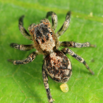 Jumping Spiders - Genus Naphrys