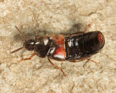 Aleochara sp.