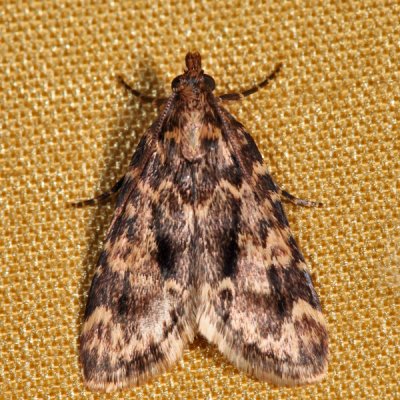 5517  Stored Grain Moth  Aglossa caprealis