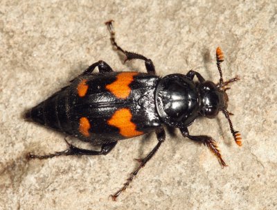 Roundneck Sexton Beetle - Nicrophorus orbicollis
