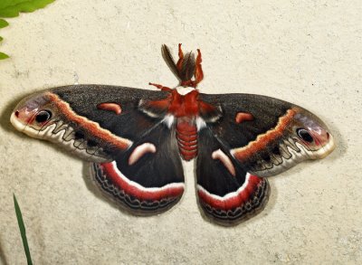 7767 - Cecropia Moth - Hyalophora cecropia
