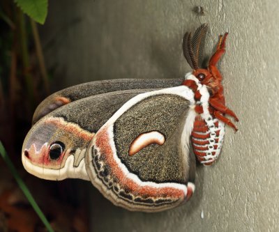 7767 - Cecropia Moth - Hyalophora cecropia