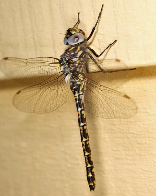 Harlequin Darner attracted to porch light - Gomphaeschna furcillata