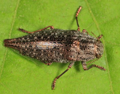 Dicerca caudata