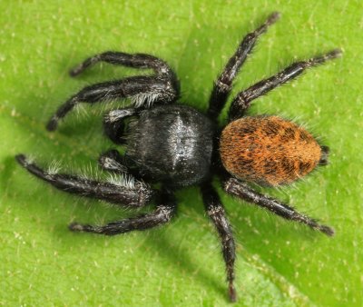 Phidippus princeps (male)