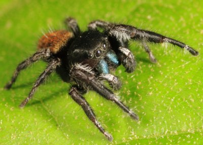 Phidippus princeps (male)