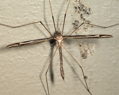 Tipula subgenus Yamatotipula