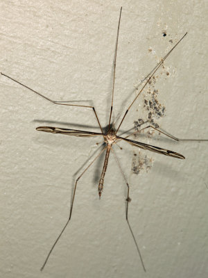 Tipula subgenus Yamatotipula