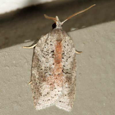 3748  White-line Leafroller Moth  Amorbia humerosana