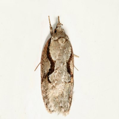 0912 - Packard's Concealer Moth - Semioscopis packardella