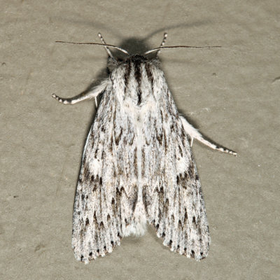 9272 - Smeared Dagger - Acronicta oblinita