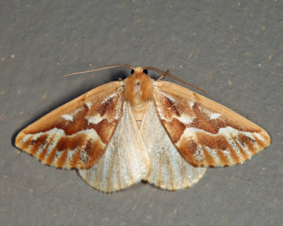 6864 - Northern Pine Looper - Caripeta piniata