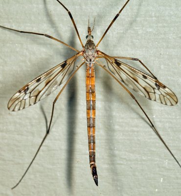 Tipula longiventris (female)