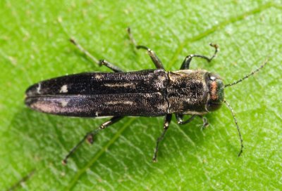 Agrilus obsoletoguttatus