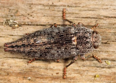 Metallic Wood-boring Beetles - Genus Dicerca