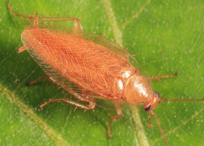 Spotted Mediterranean Cockroach - Ectobius pallidus