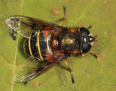 Eristalis cryptarum