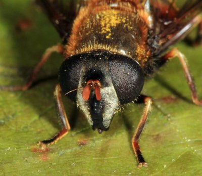 Eristalis cryptarum