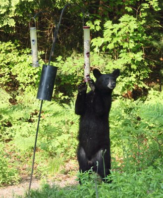 Black Bear - Ursus americanus