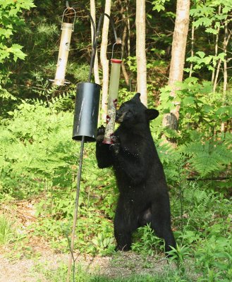 Black Bear - Ursus americanus