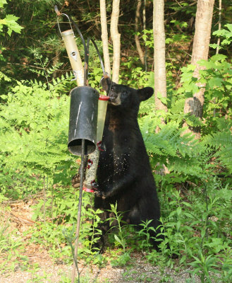 Black Bear - Ursus americanus