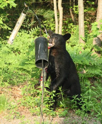 Black Bear - Ursus americanus