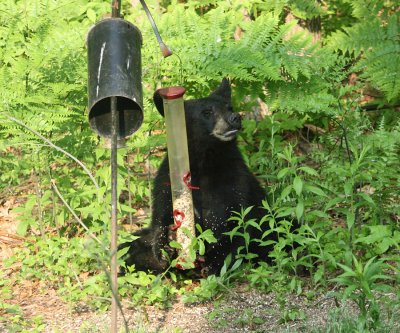 Black Bear - Ursus americanus