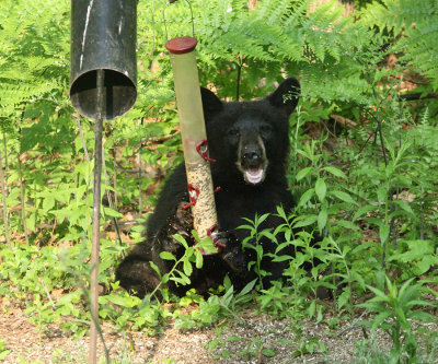 Black Bear - Ursus americanus