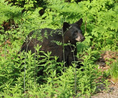 Black Bear - Ursus americanus