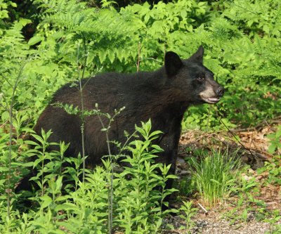 Black Bear - Ursus americanus