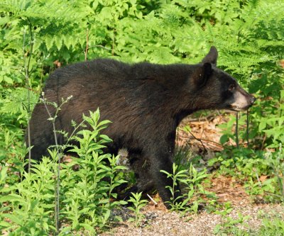 Black Bear - Ursus americanus