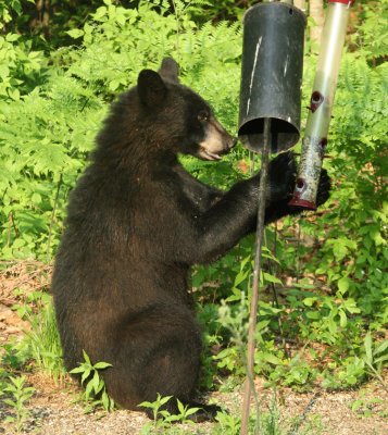 Black Bear - Ursus americanus