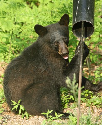 Black Bear - Ursus americanus