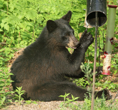 Black Bear - Ursus americanus