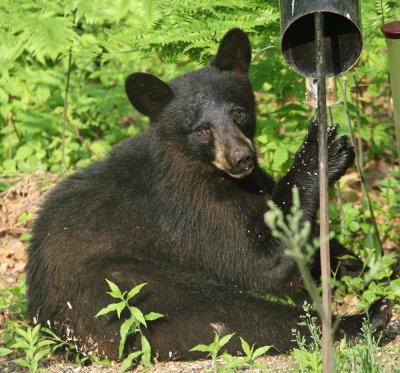 Black Bear - Ursus americanus