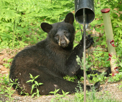 Black Bear - Ursus americanus