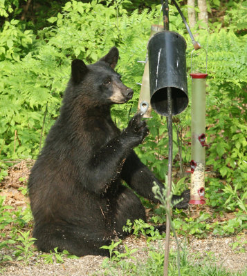 Black Bear - Ursus americanus