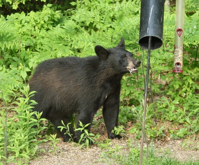 Black Bear - Ursus americanus