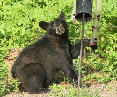 Black Bear - Ursus americanus